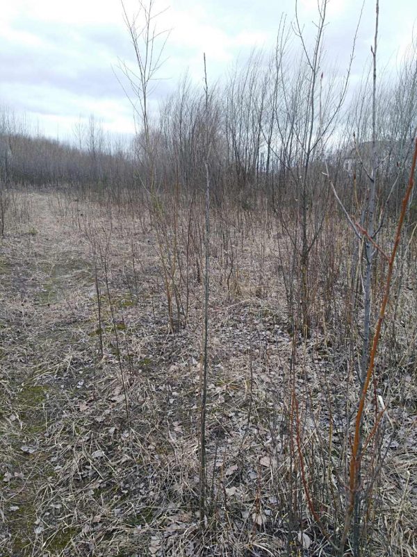 sale-land-sviatopetrivske-kyiv-region-1